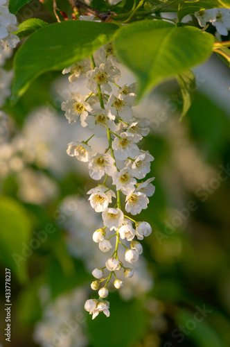 Prunus padus white flowering bird cherry hackberry tree, hagberry mayday tree in bloom, ornamental park flowers on branches photo