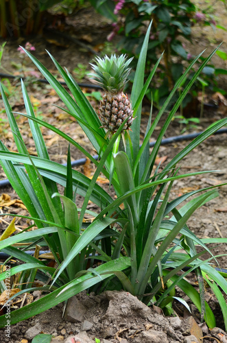 pineapple growing in a garden