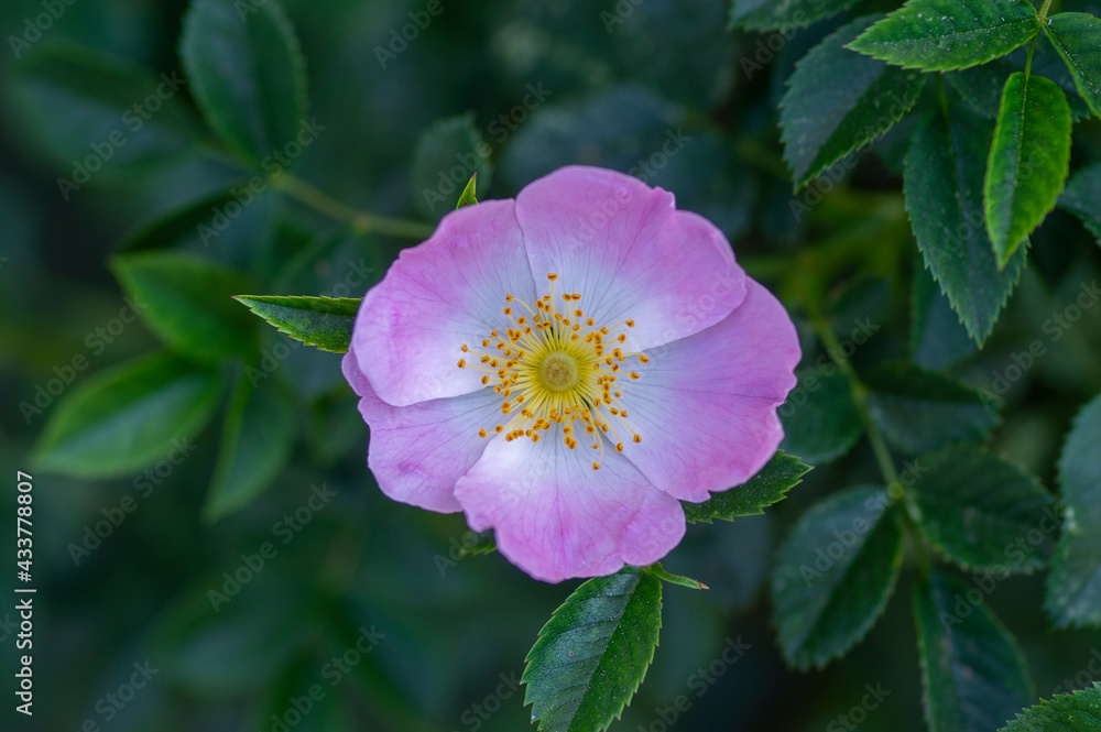 Obraz premium Dog rose Rosa canina light pink flowers in bloom on branches, beautiful wild flowering shrub, green leaves