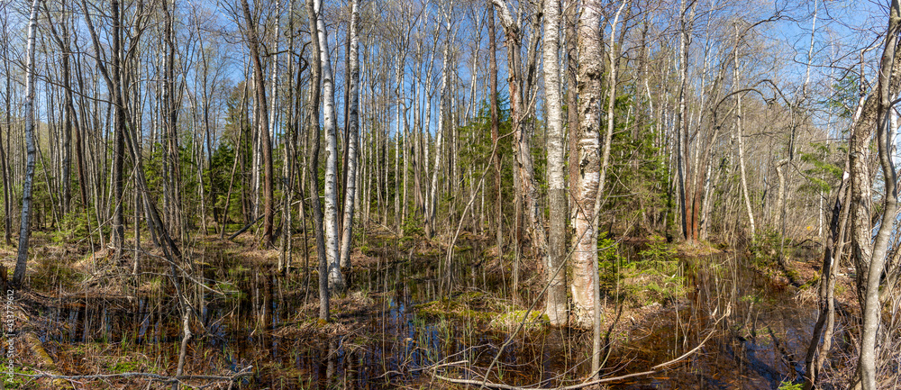 Panorama of a spring flooded forest in the north of the European continent, bathed in bright sun Panorama of a spring flooded forest in the north of the European continent, bathed in bright sun