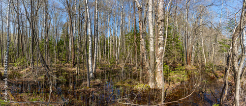 Panorama of a spring flooded forest in the north of the European continent, bathed in bright sun