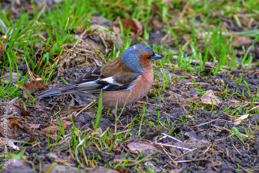 Forest bird looking for food in spring green grass close up