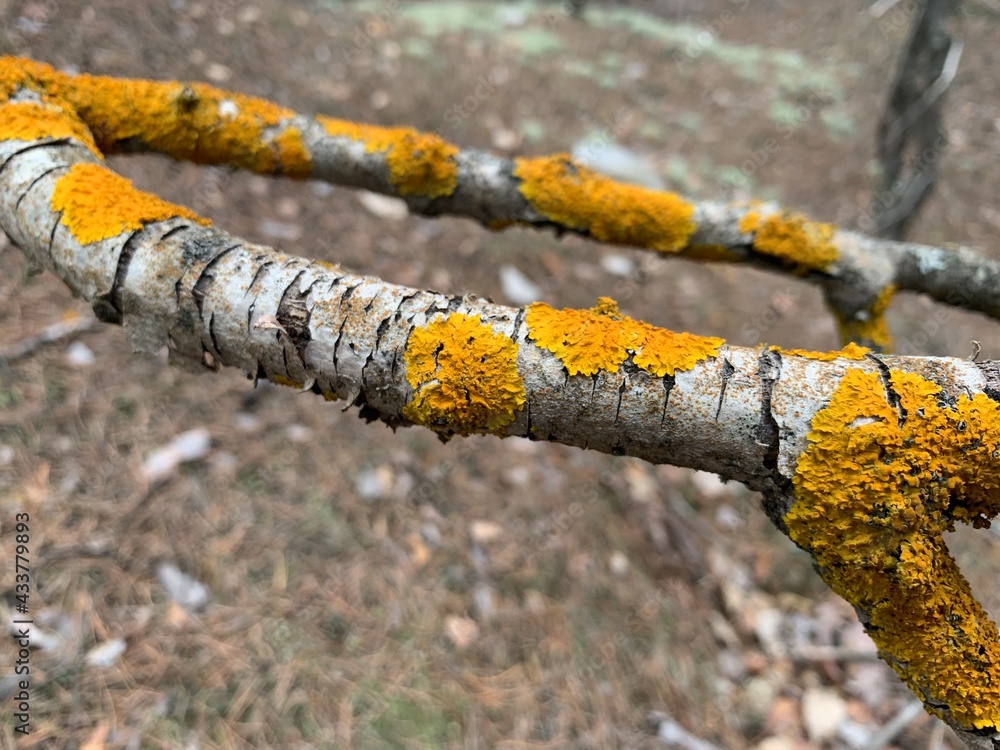 Spring mossy tree branch view. Branch moss view. Mossy branch macro view (Xanthoria parietina) is a foliose or leafy lichen. Intensive color of structures on twigs of a tree
