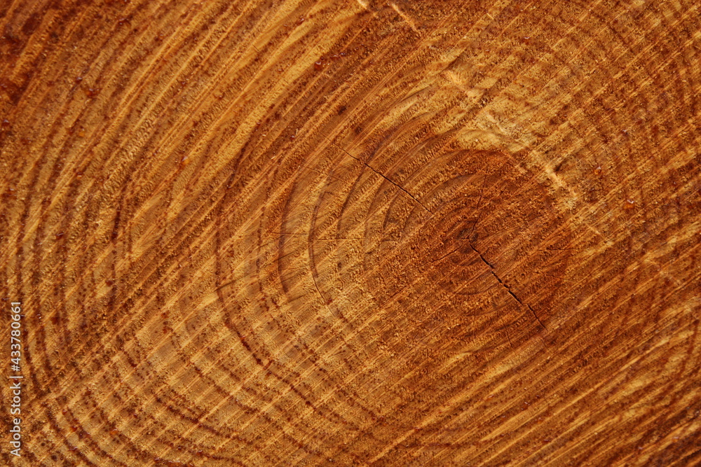 Naklejka premium the texture of tree trunk