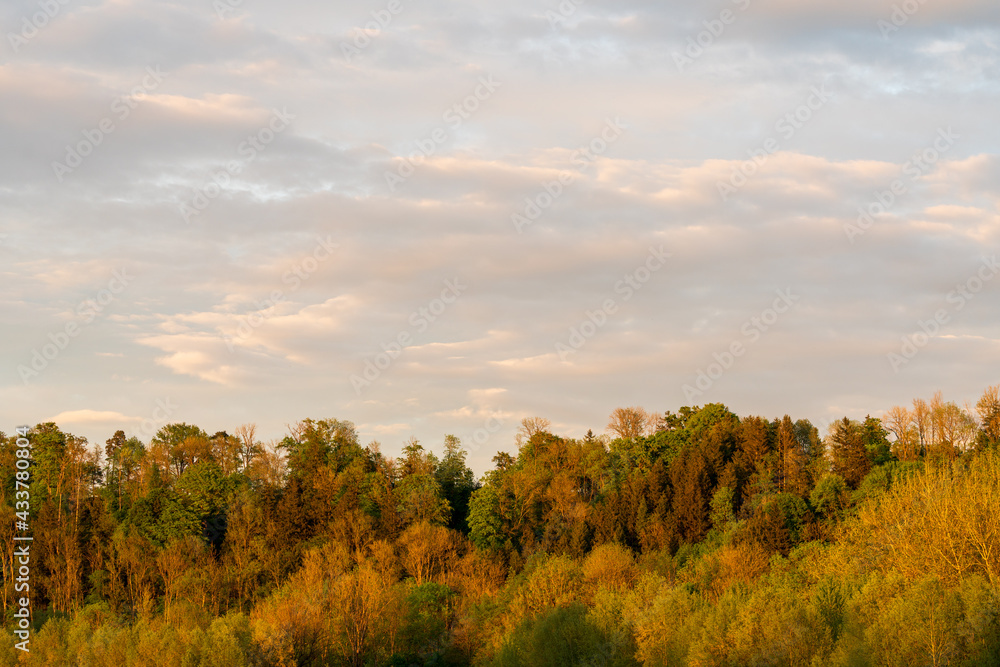 Waldstück mit Wolken bei Gegenlicht Waldstück mit Wolken bei Gegenlicht