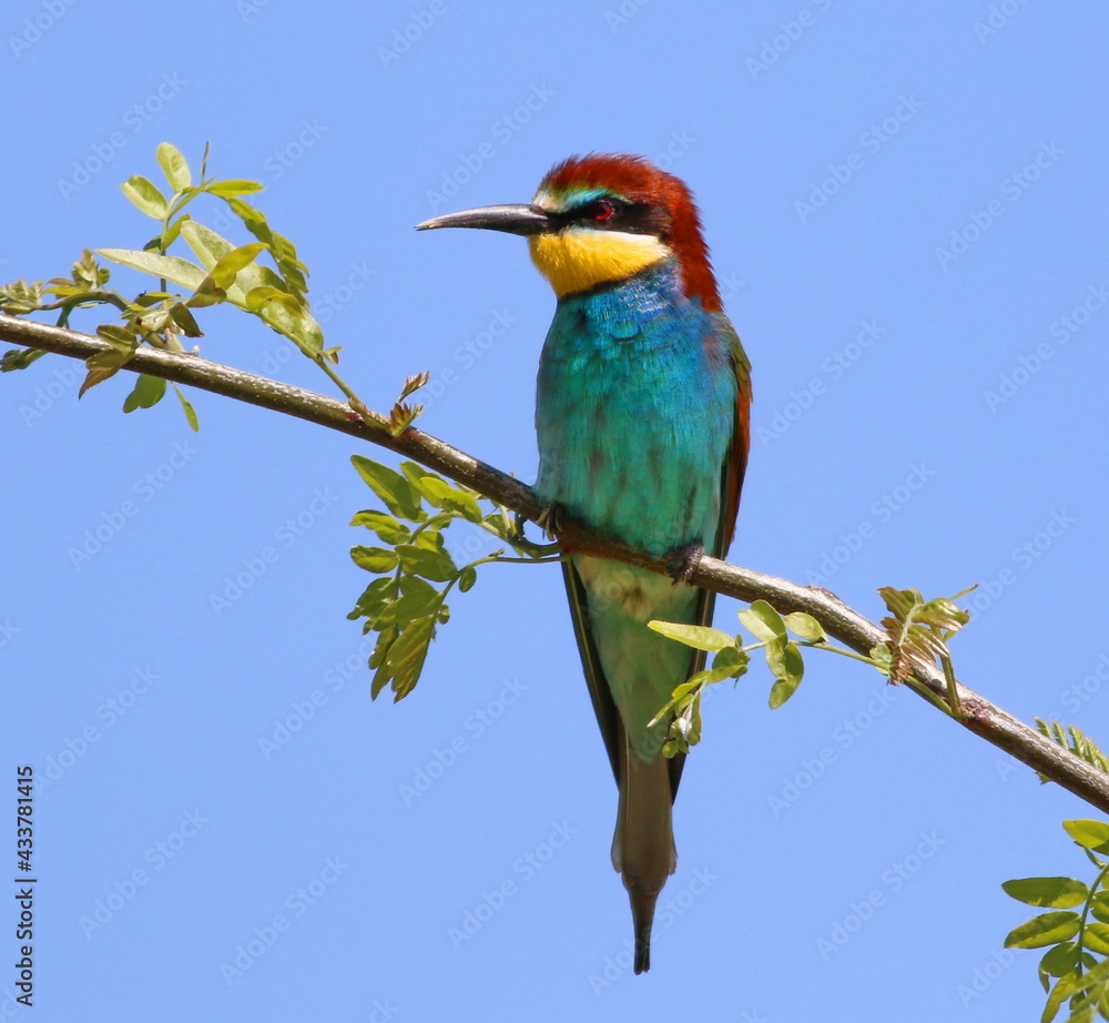 Obraz premium European bee-eater on branch, Merops apiaster