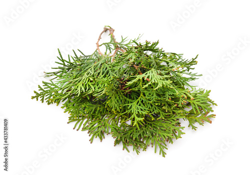 Green branch of thuja.