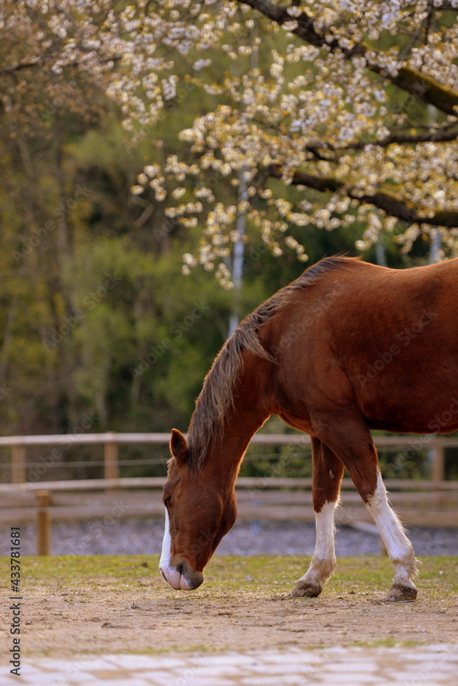 Fototapeta premium Kirschblüte mit Pferd.Schönes braunes Pferd vor blühendem Kirschbaum