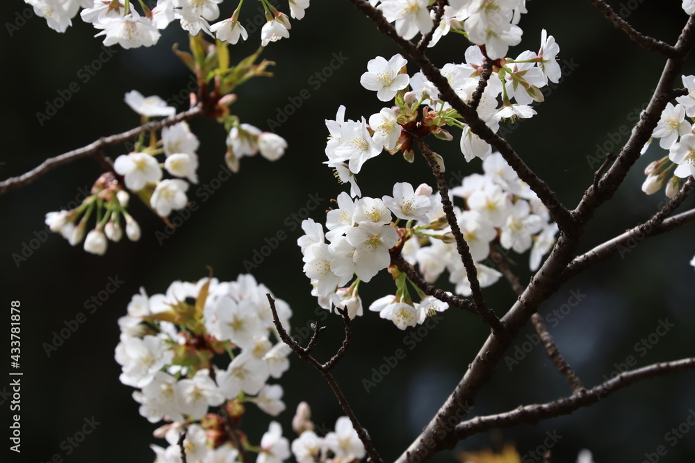 Obraz premium 東京小金井野川桜１２