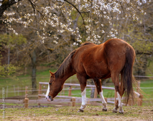 Kirschblüte mit Pferd.Schönes braunes Pferd vor blühendem Kirschbaum