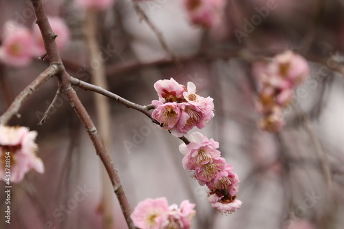 東京三鷹野川桜５