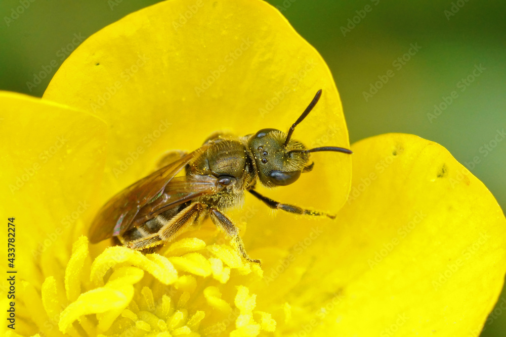 Closeup of a female bronze furrow bee, Halictus tumulorum in a yellow flower of the common buttercup , Ranunculus acris Closeup of a female bronze furrow bee, Halictus tumulorum in a yellow flower of the common buttercup , Ranunculus acris
