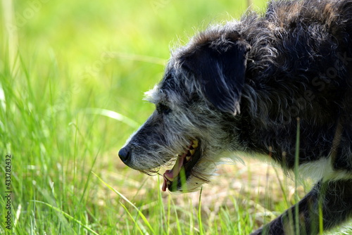 Alter Mischlingshund im Gras