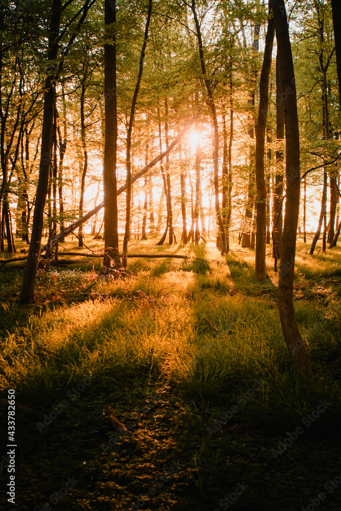 Colorful summer forest with warm sunset light coming into the forest with tree silhouettes and relax natural scenery. Warm vibes in the spring nature woodland