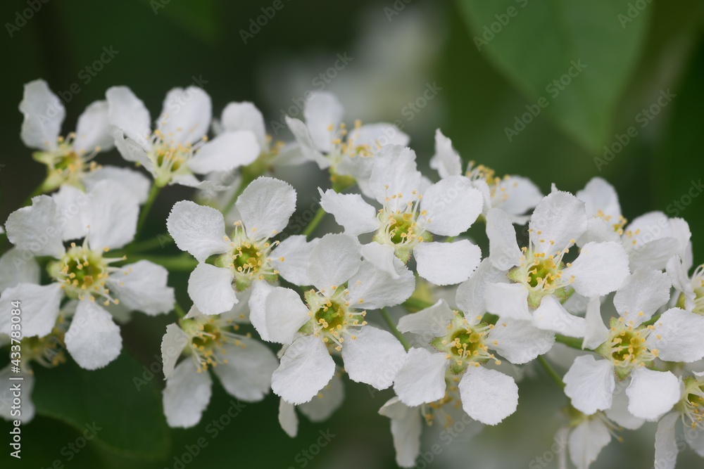 Prunus padus,  bird cherry, hackberry flowers on branches closeup selective focus