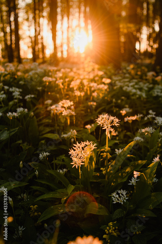 Beautiful white blossom wild garlic plants on the ground of a wonderful forest. Fresh natural wild herbs in the woodland. Warm evening sunset light in the woods on a magic spring day