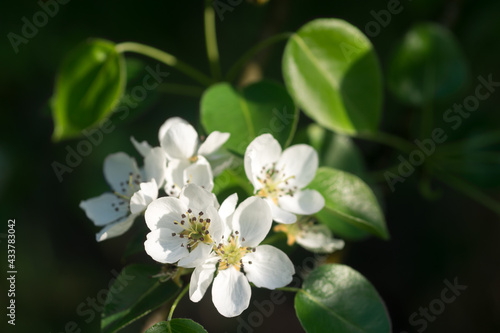 flowering branch of pear closeup selective focus