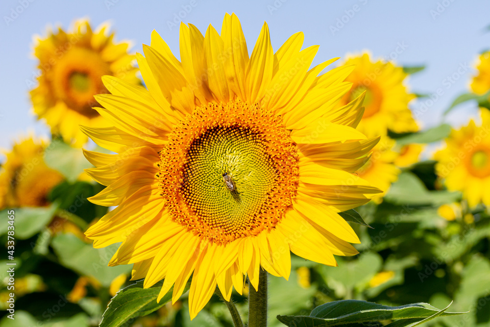 Obraz premium A honey bee sits in the center of a sunflower.