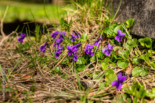 Wood violets  viola odorata  blooming near concrete at green background. Decorative sweet violets at sunny spring day. Pretty violets blossom at the garden. The nodding violet from Shakespeare  s poem 