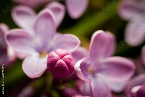 Extreme close up image of lilac blossom © Taigi