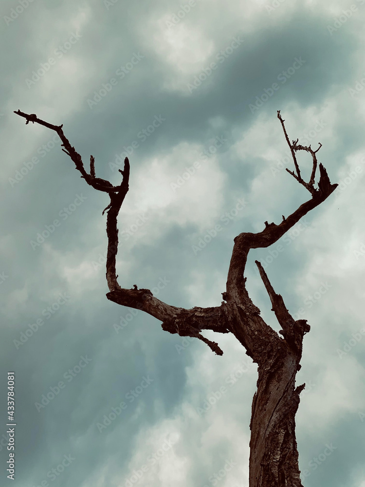 Fototapeta premium albero