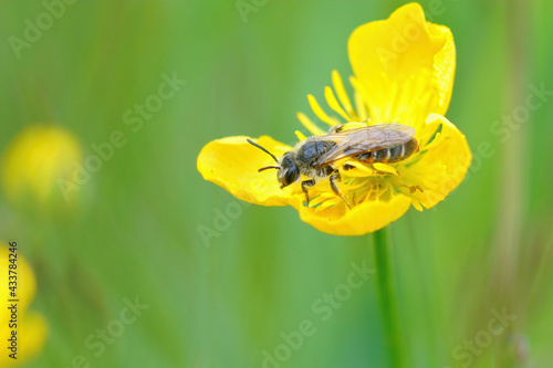 Closeup of a red bellied miner, Andrena ventralis, hiding in the yellow flower of a meadown buttercup, Ranuculus acris photo