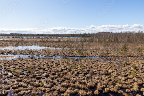 Sunny bright day at Latvian boggy brown peat bog at blue wetlands. View from up to mesh of spongy moss at peat moor during early spring.