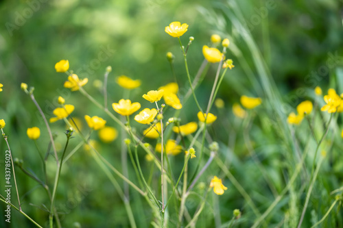 CAMPAGNE