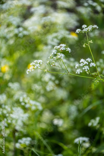 CAMPAGNE