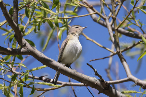 Warbling verio in a tree searching for insect food in spring on a beautiful day with blue sky
 photo