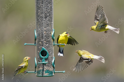 Goldfinches in midair confrontations near the bird feeder on beautiful spring evening, fighting over food'
