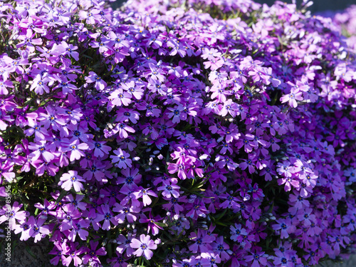 Wiosenne kolorowe kwiaty w ogrodzie i na     ce
