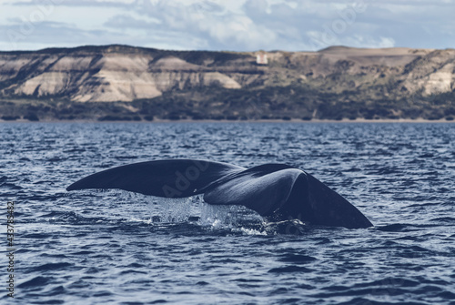 Sohutern right whale  lobtailing  endangered species  Patagonia Argentina