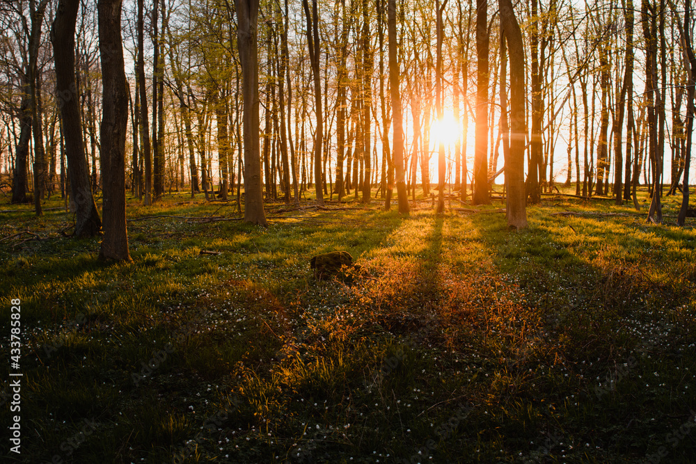 Fototapeta premium Colorful summer forest with warm sunset light coming into the forest with tree silhouettes and relax natural scenery. Warm vibes in the spring nature woodland