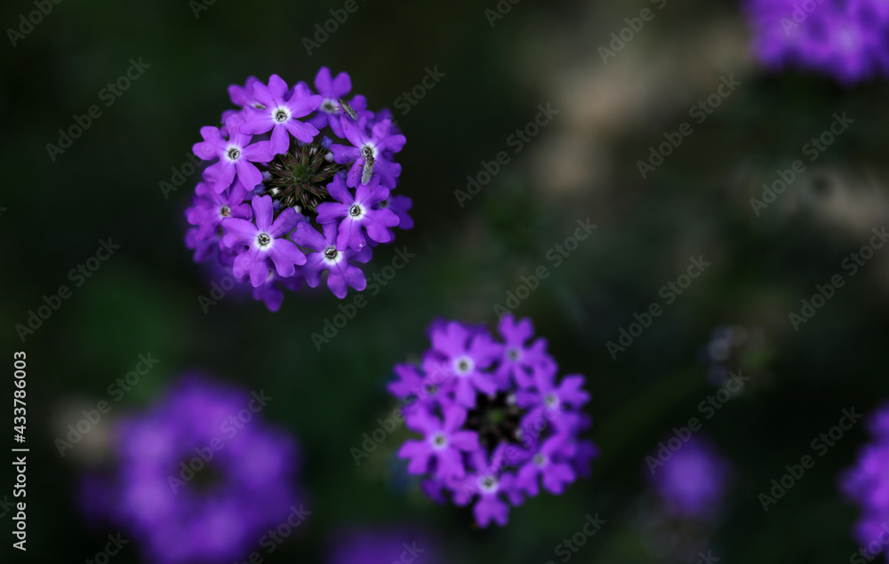 Fototapeta premium Beautiful plants, flowers and landscape.