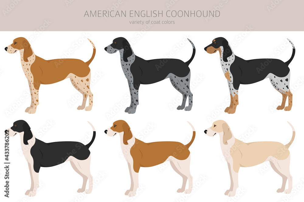 American englisn coonhound all colours clipart. Different coat colors set.