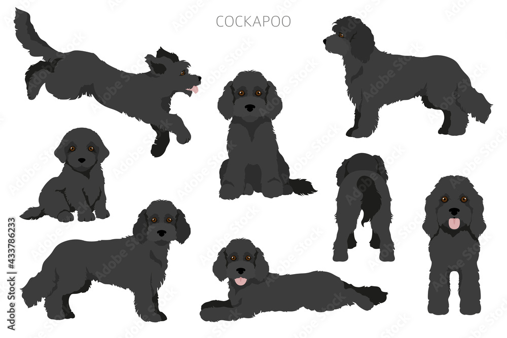 Cockapoo mix breed clipart. Different poses, coat colors set.