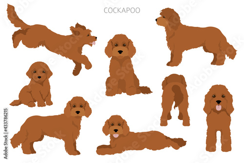 Cockapoo mix breed clipart. Different poses, coat colors set. photo