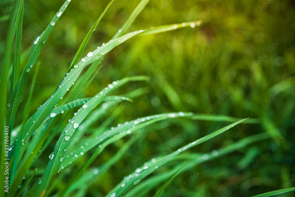 Closeup of green grass with drops of dew in morning light.
Closeup of green grass with drops of dew in morning light.