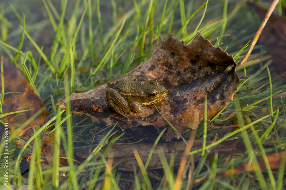 A frog sits on a leaf in the water at the edge of a swamp A frog sits on a leaf in the water at the edge of a swamp