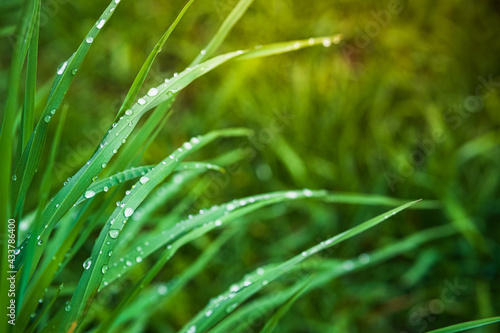 Closeup of green grass with drops of dew in morning light. 