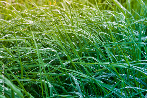 Closeup of green grass with drops of dew in morning light. 