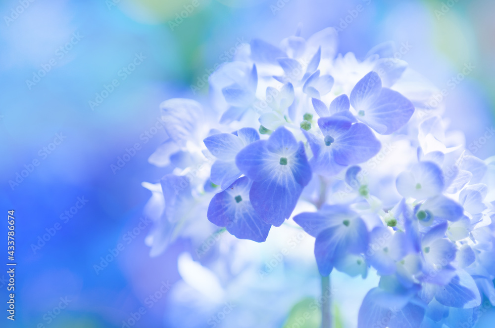 紫陽花ファンタジー 紫陽花ファンタジー