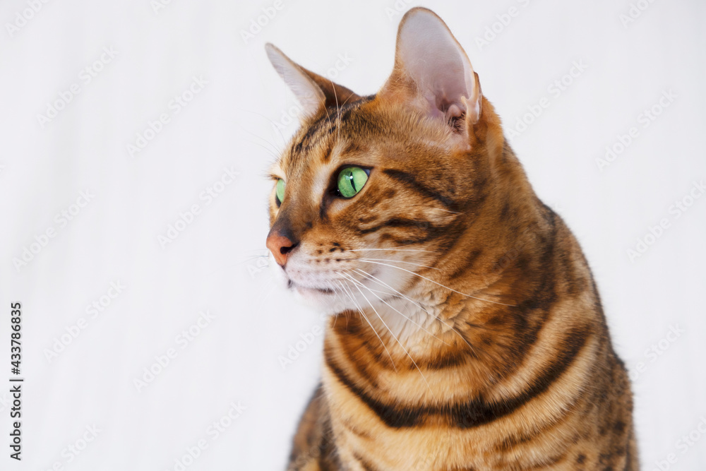 Close-up of beautiful bengal red cat head profile, looking left on white, light grey background. Copyspace for text