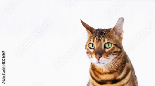 Funny serious sad bengal green-eyed cat,looking at camera on white background. Copyspace for text.Guilty pet look