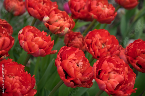 Tulipany w ogrodzie © mlaine