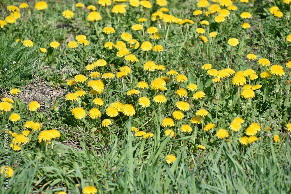 Yellow flowers of dandelion meadow in summer