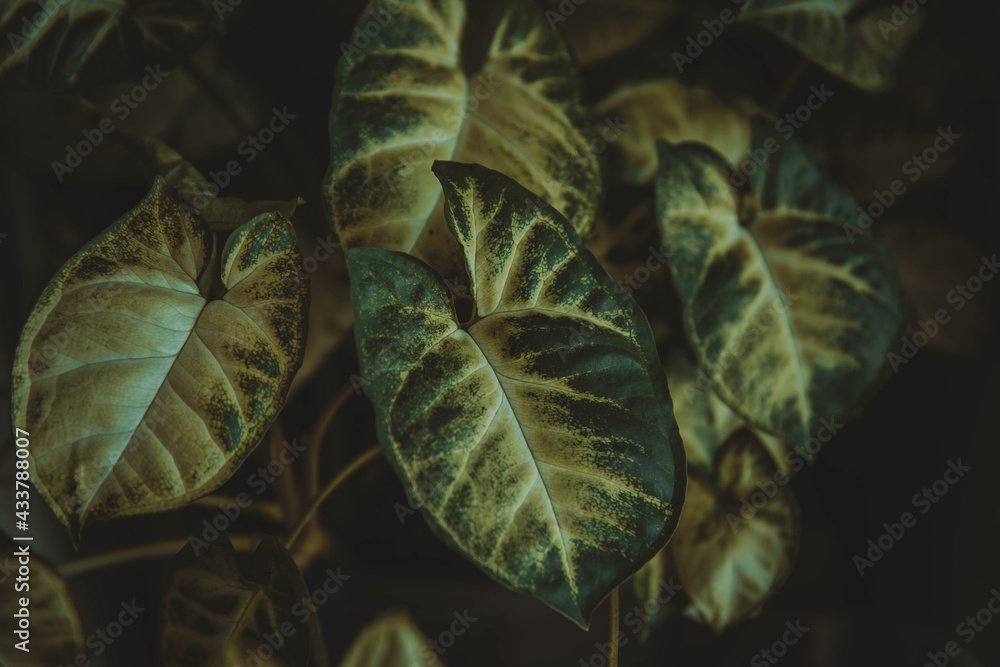 Fototapeta premium The green leaves of the tropical flower are in a dark toning.
