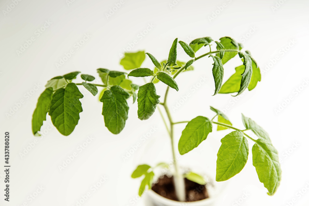 Plant tomato for the vegetable garden. Plant on a white background.