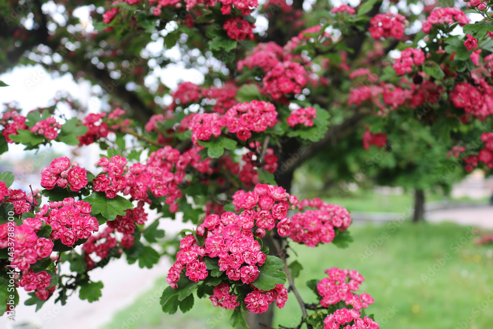 Beautiful pink flowering tree. Blooming on a tree